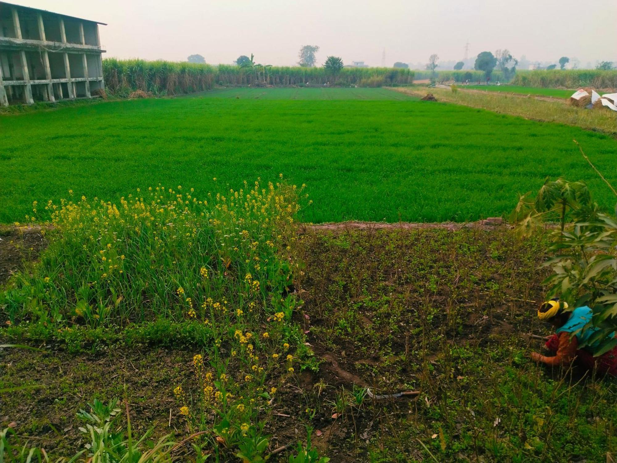 Airport Luxury Nature Homestay- Near Jolly Grant Airport Dehradun Doiwala Ngoại thất bức ảnh