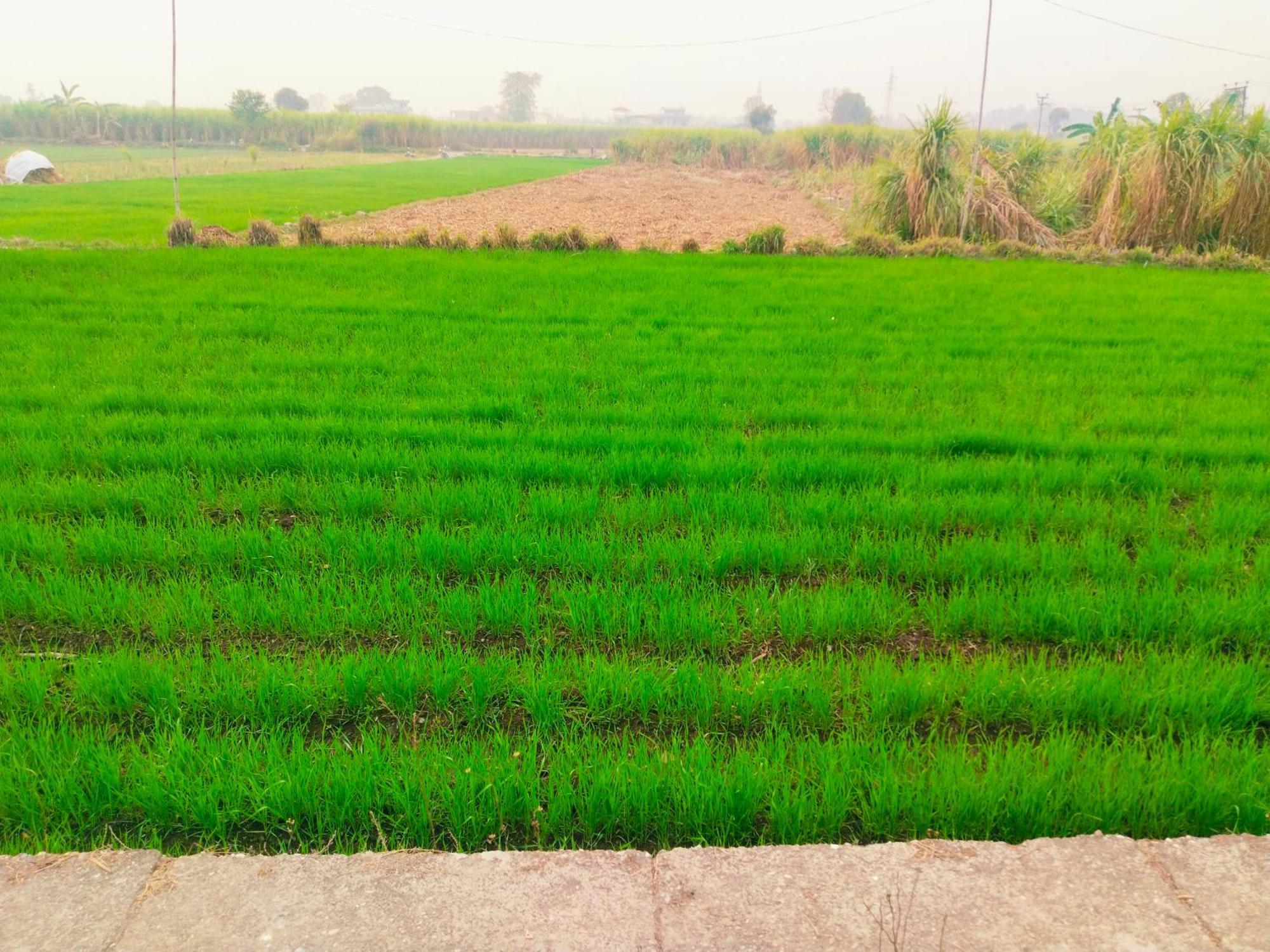 Airport Luxury Nature Homestay- Near Jolly Grant Airport Dehradun Doiwala Ngoại thất bức ảnh